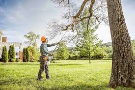 Best Fruit Tree Pruning  in Summit Park, UT