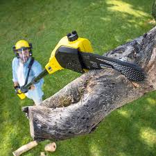 Best Lawn Disease Treatment  in Summit Park, UT
