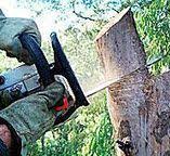 How Our Tree Care Process Works  in  Summit Park, UT
