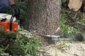 Best Tree Maintenance Programs  in Summit Park, UT