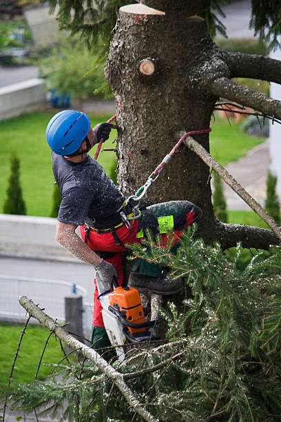 Best Lawn Renovation and Restoration  in Summit Park, UT