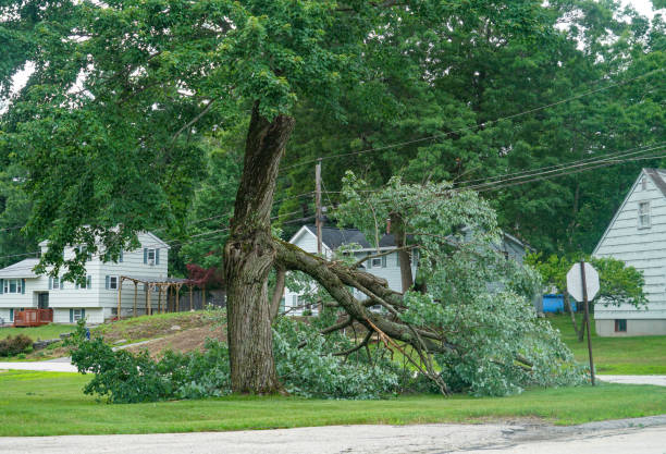 Best Tree Disease Treatment  in Summit Park, UT