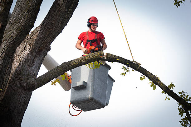 Best Hazardous Tree Removal  in Summit Park, UT